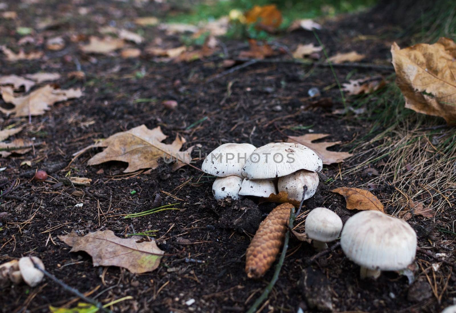 wild champignon mushroom grows in the wild environment