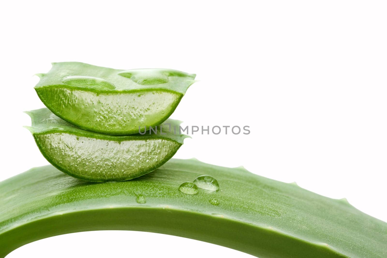 Aloe vera plant