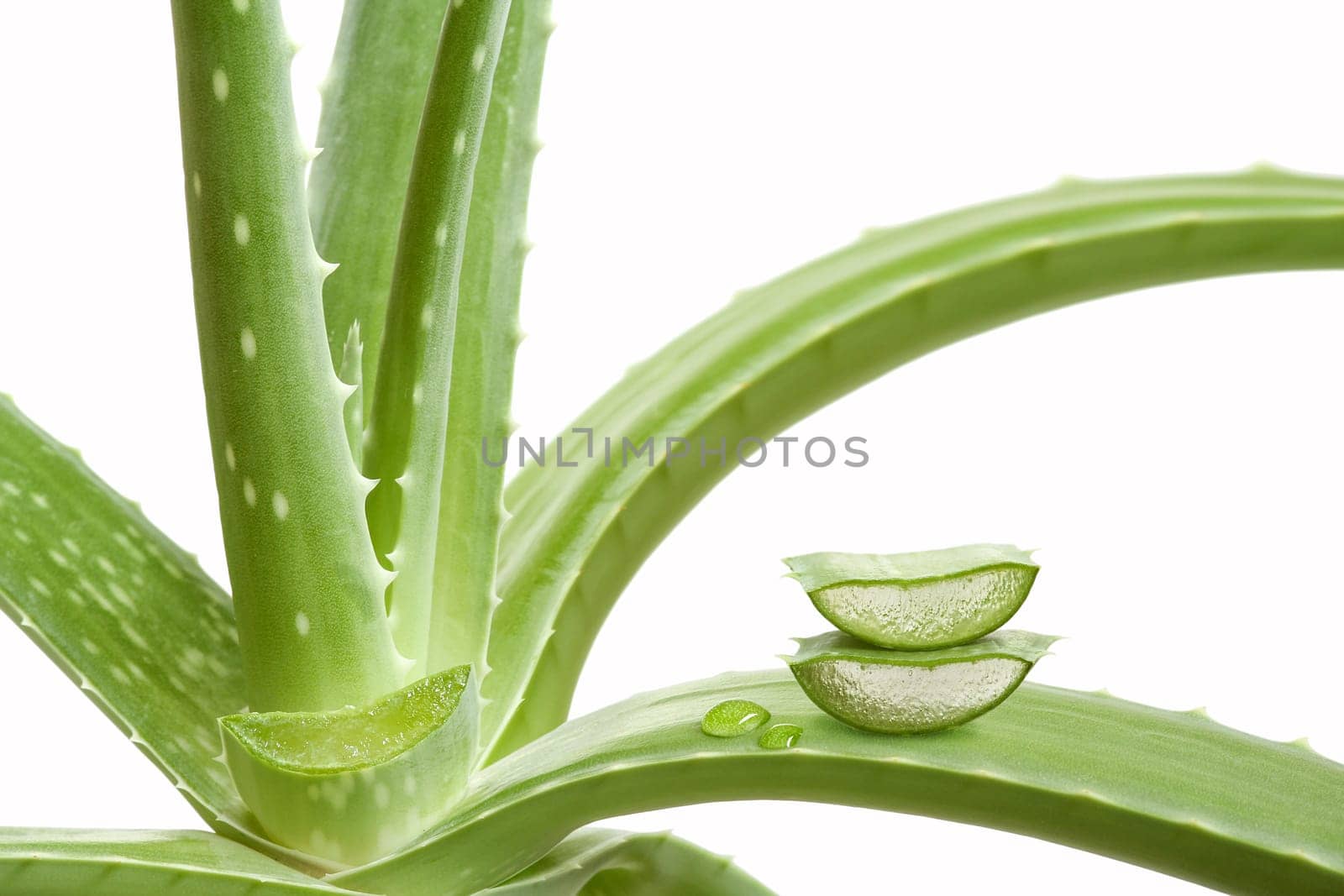 Aloe vera plant