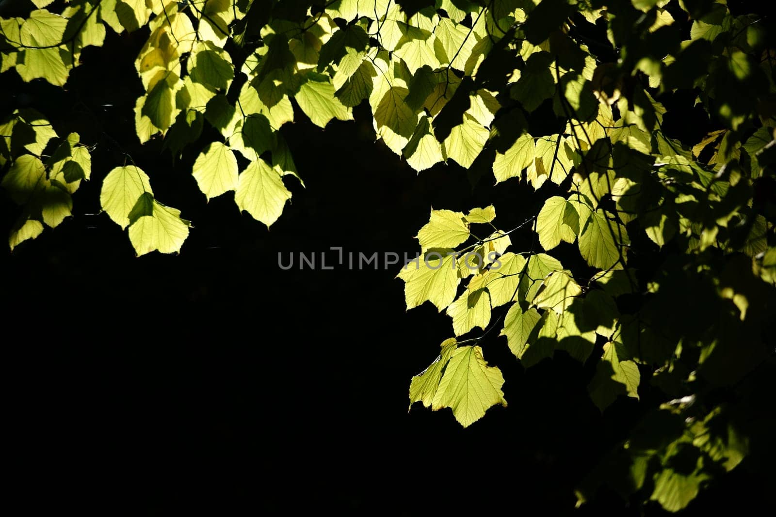 The light-illuminated leaves of the striped maple in autumn in backlight.