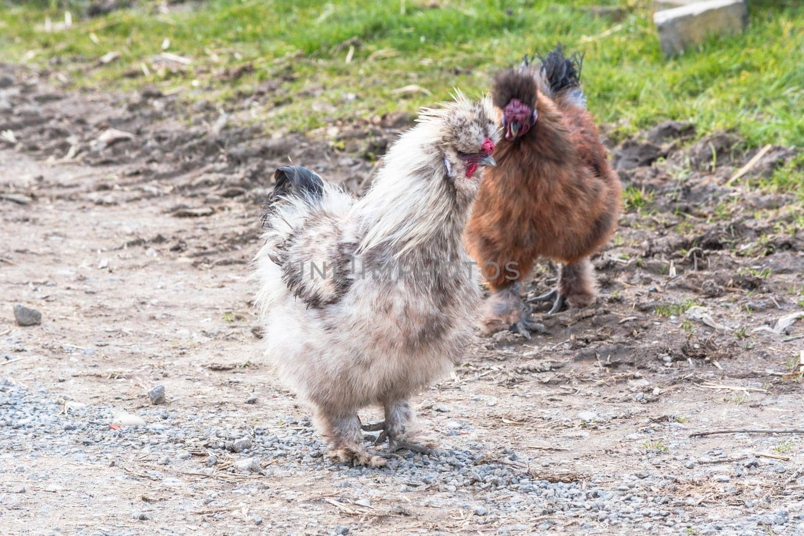 Free-range chickens looking for food on a farm.