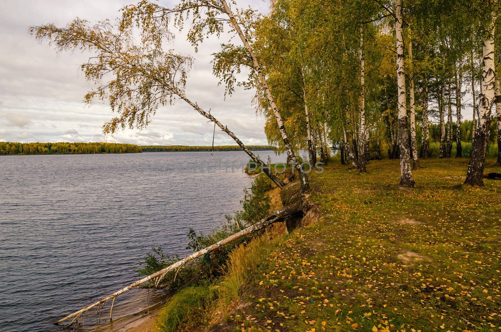 Golden autumn in the month of October in a beautiful forest