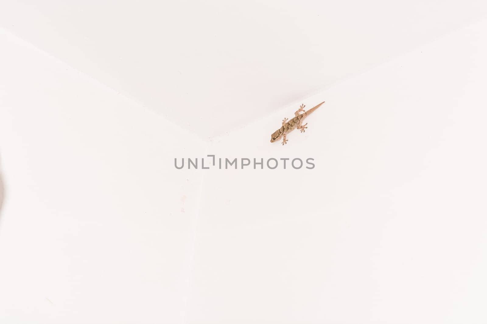 Gekko,little lizard on a white house wall..
