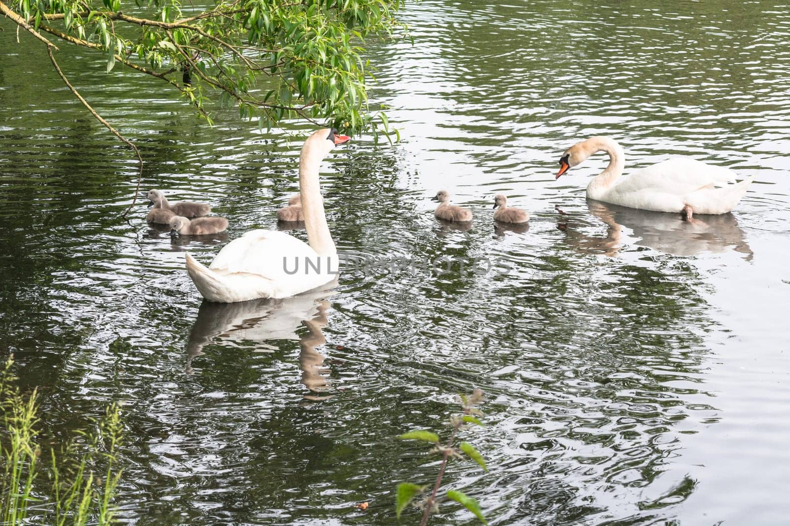 White swan pair with young swans swim on a pond.
