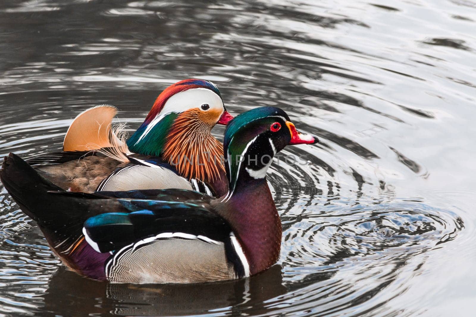 Close-up mandarin ducks (Aix galericulata) swimming on a pond..