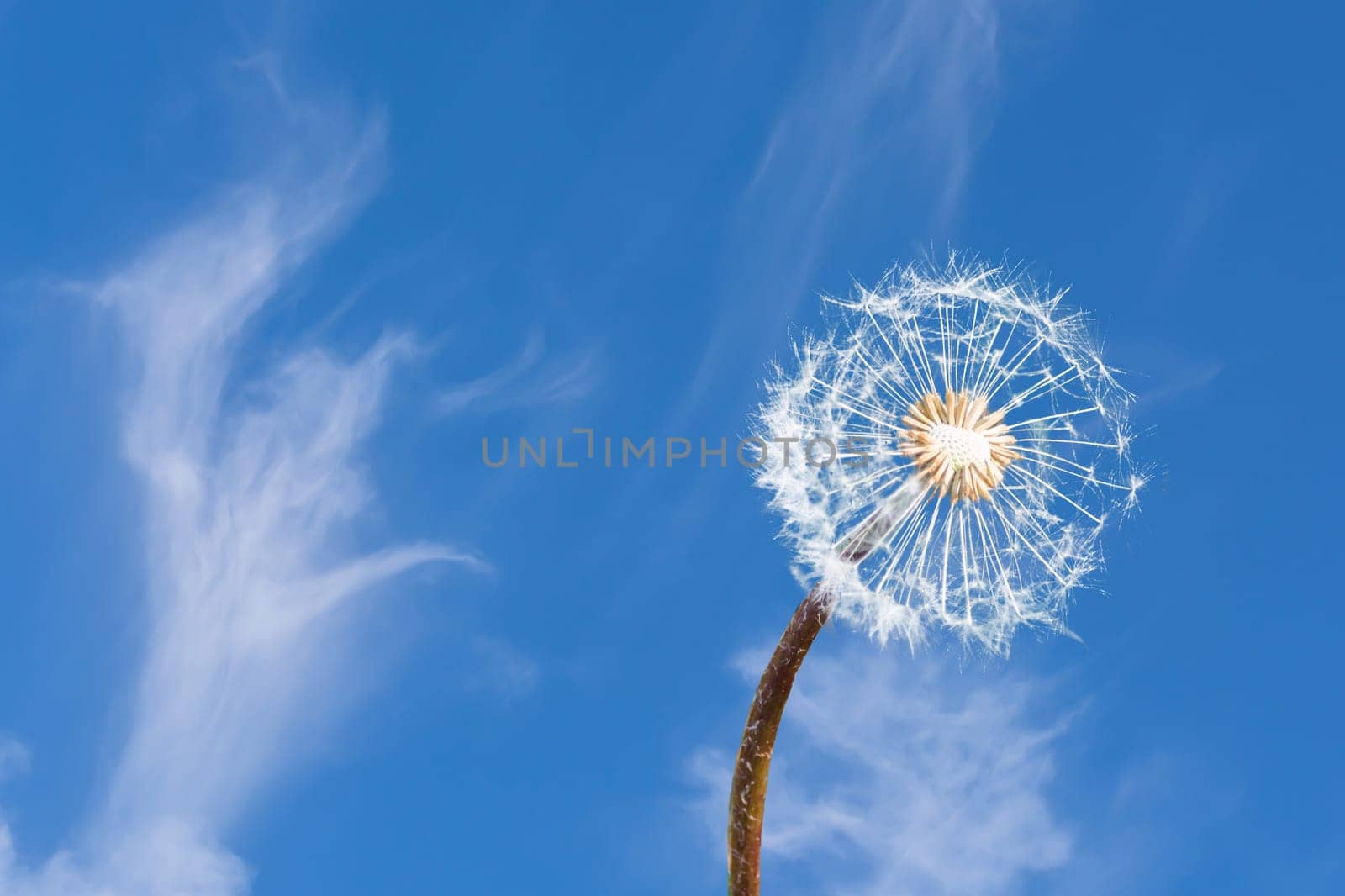 Close-up of a dandelion in front of a blue sky.