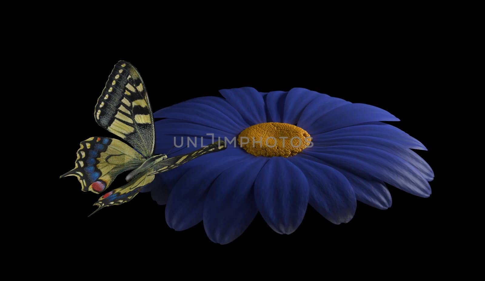 yellow butterfly on blue  flower on black