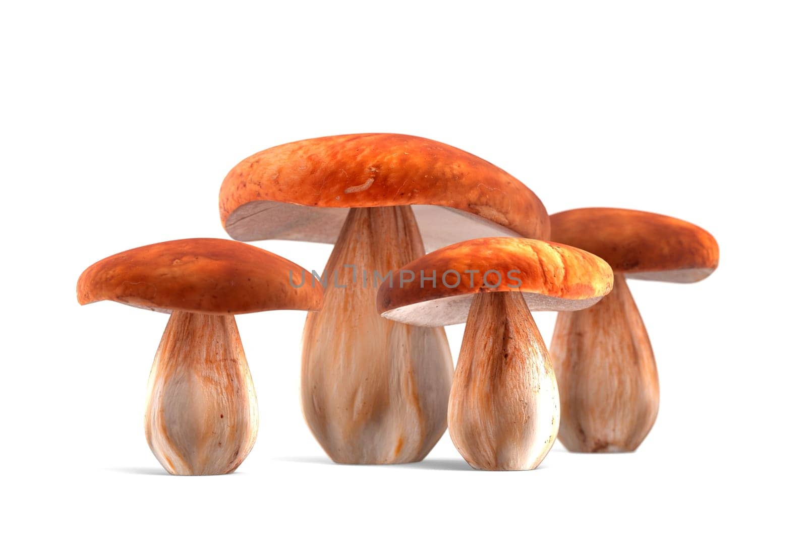ceps isolated on white background 3d render