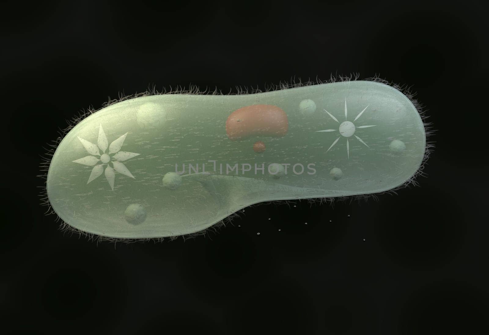 model biological micro organism paramecium caudatum 3d render