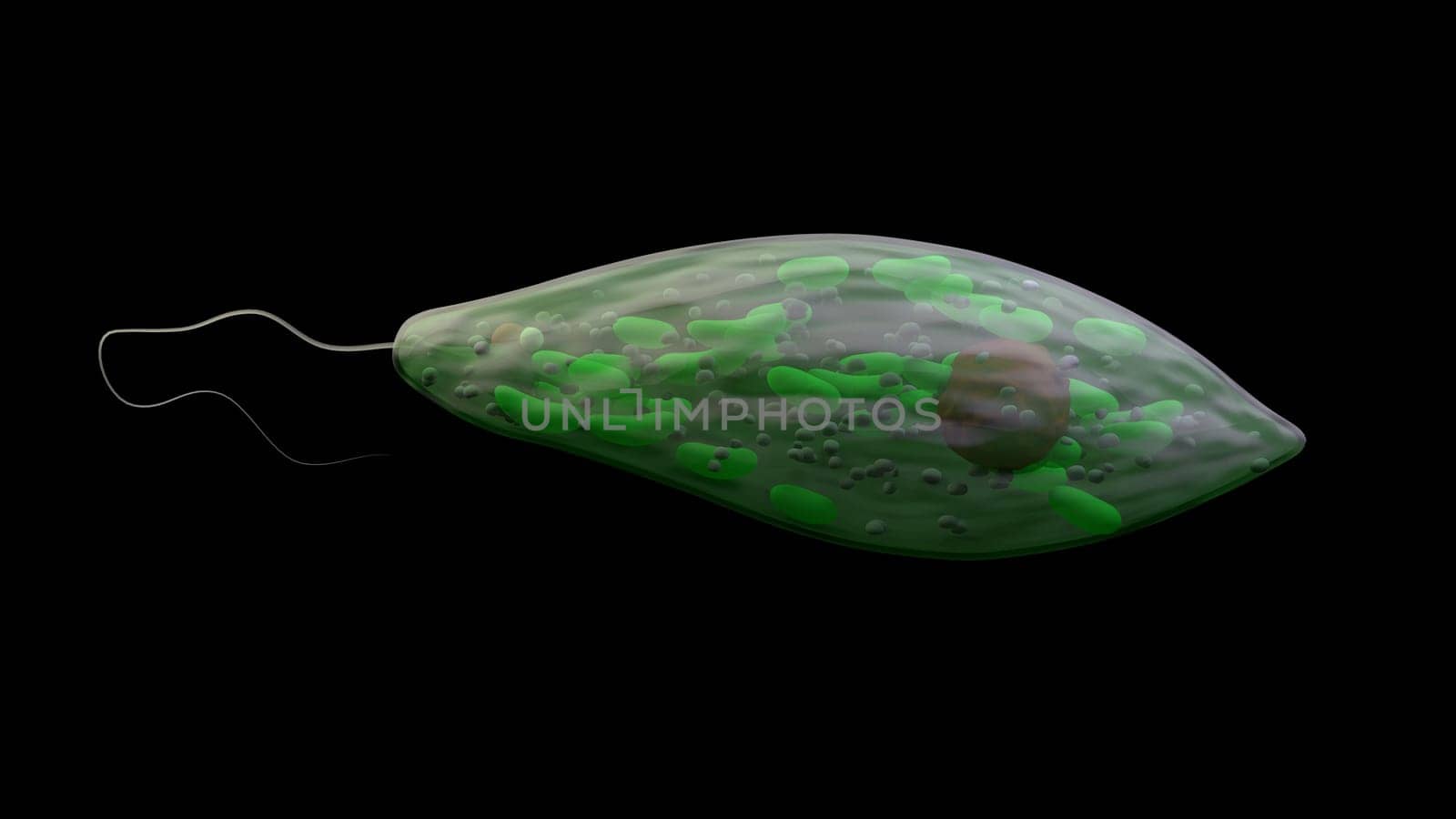 Green euglena, protozoa on black background