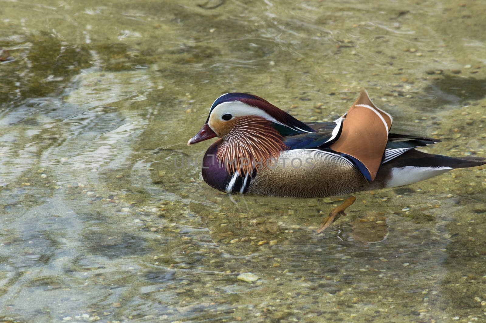 Close-up mandarin ducks (Aix galericulata) swimming on a pond..