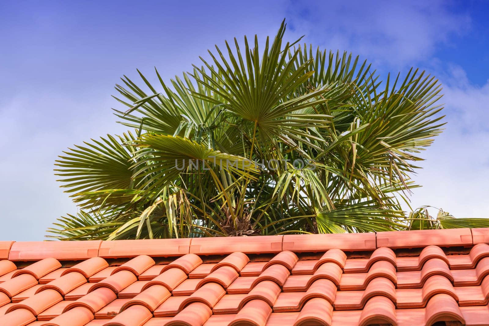 Picture of a beautiful palm tree in the background a blue sunny sky..