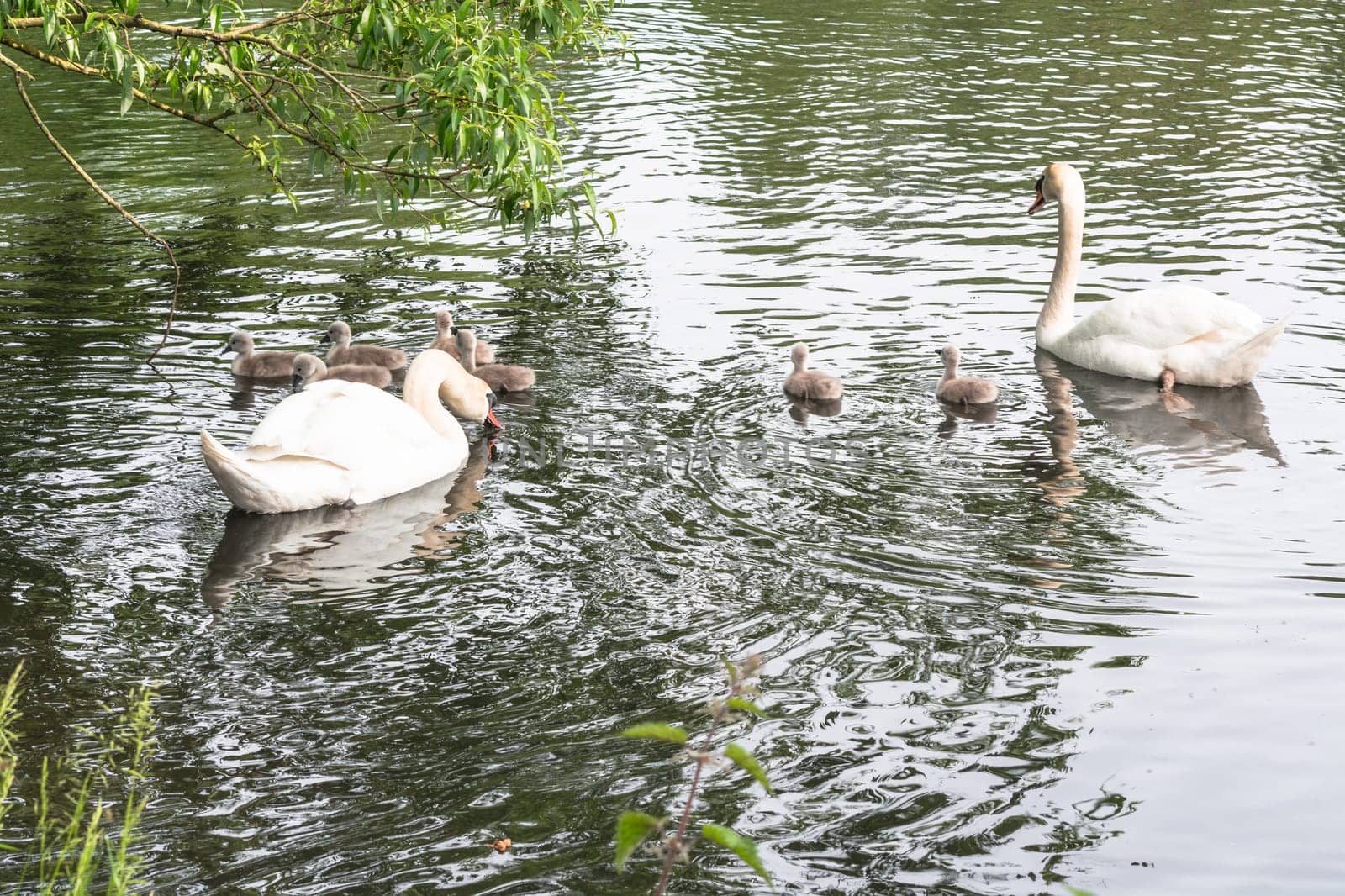 White swan pair with young swans swim on a pond.