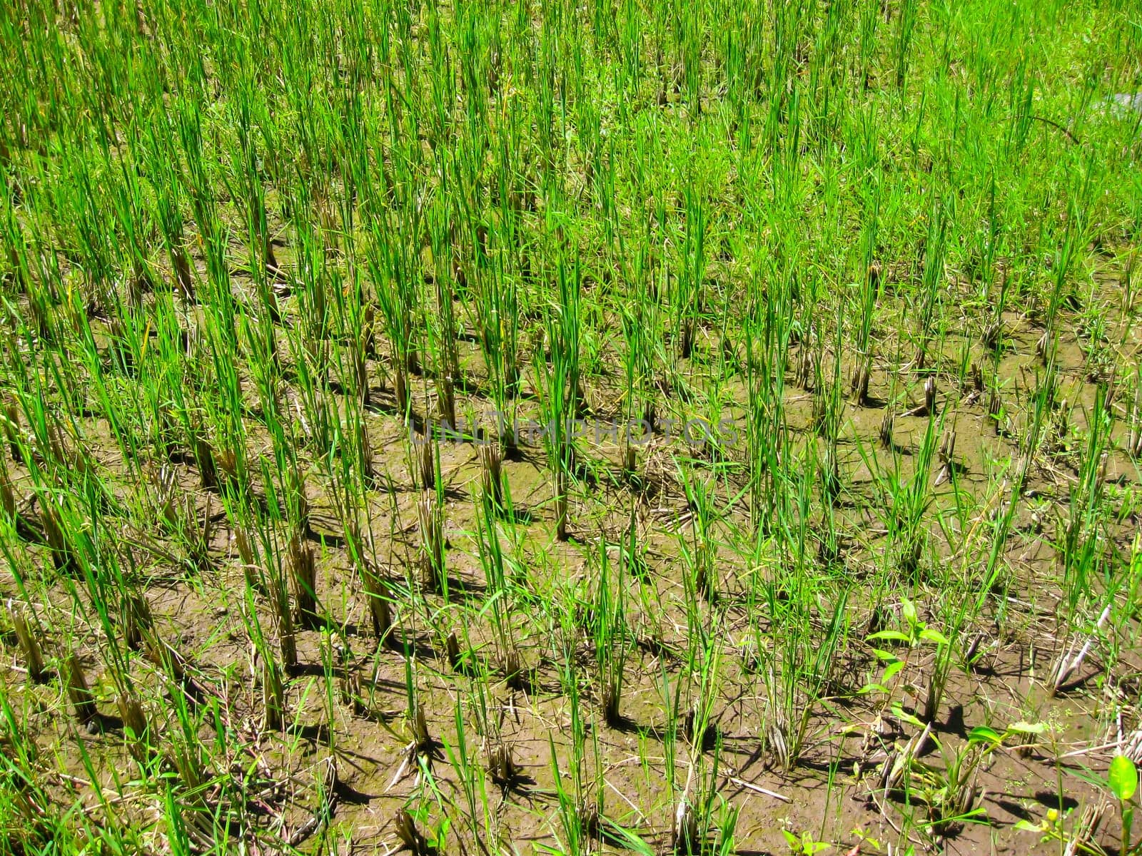 Green rice terraces at Bali island, Indonesia