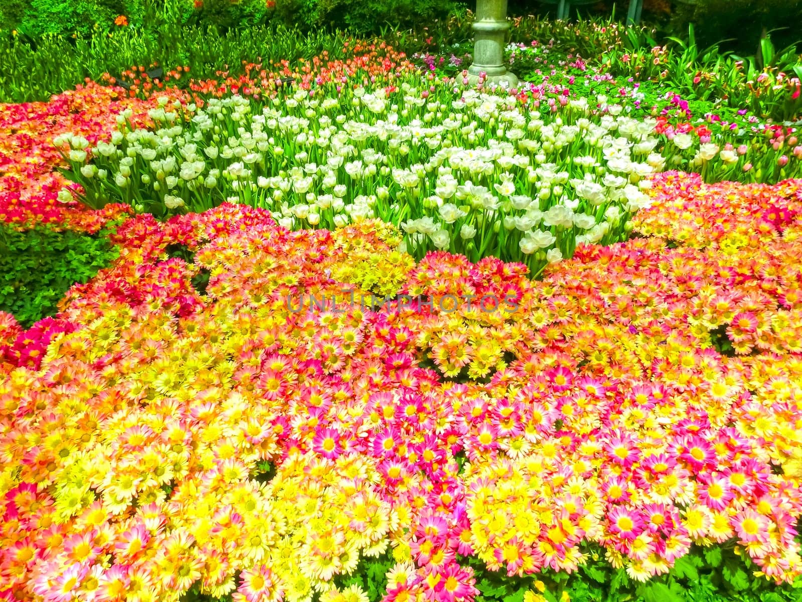 Las Vegas, United States of America - May 05, 2016: The Japanese flowering garden at luxury hotel Bellagio at Las Vegas, United States of America