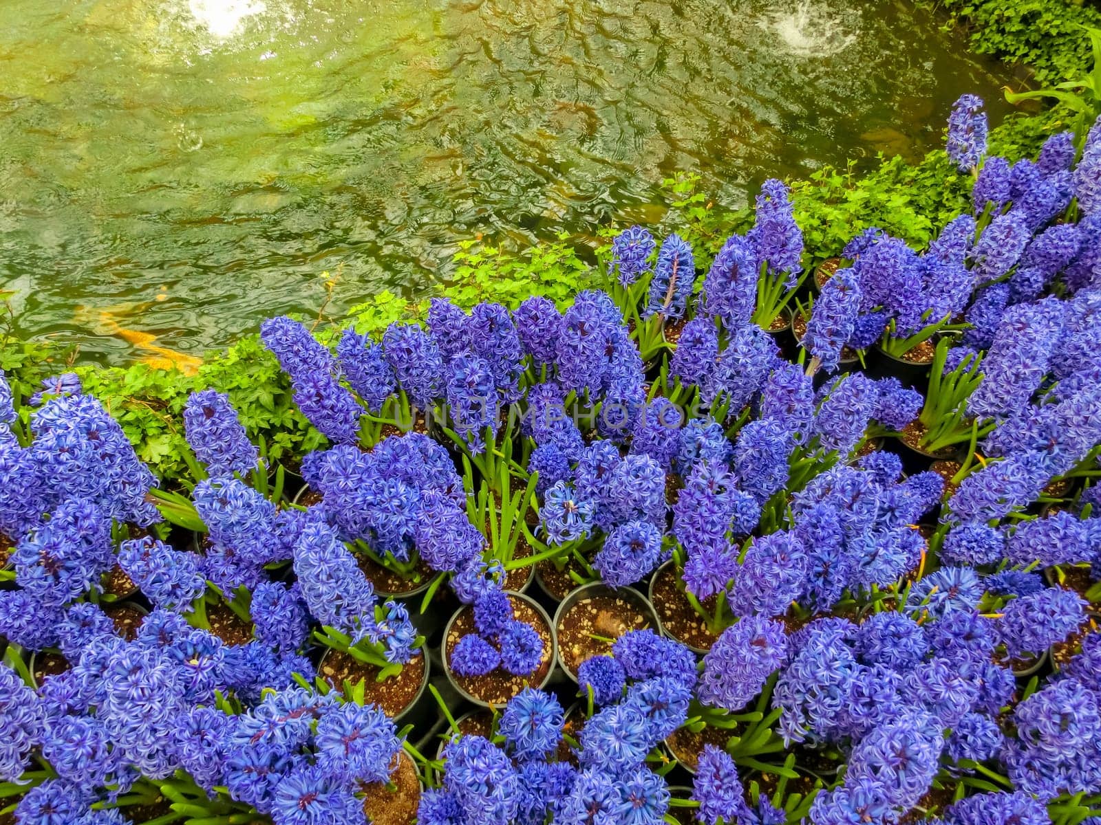 Las Vegas, United States of America - May 05, 2016: The Japanese flowering garden at luxury hotel Bellagio at Las Vegas, United States of America