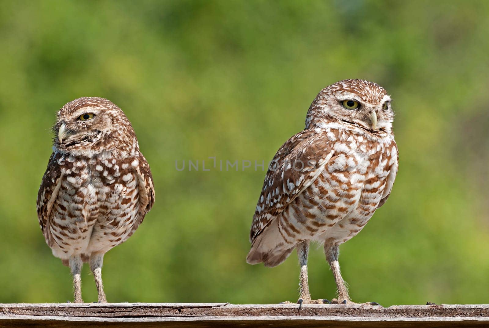 Pair of rabbit owls