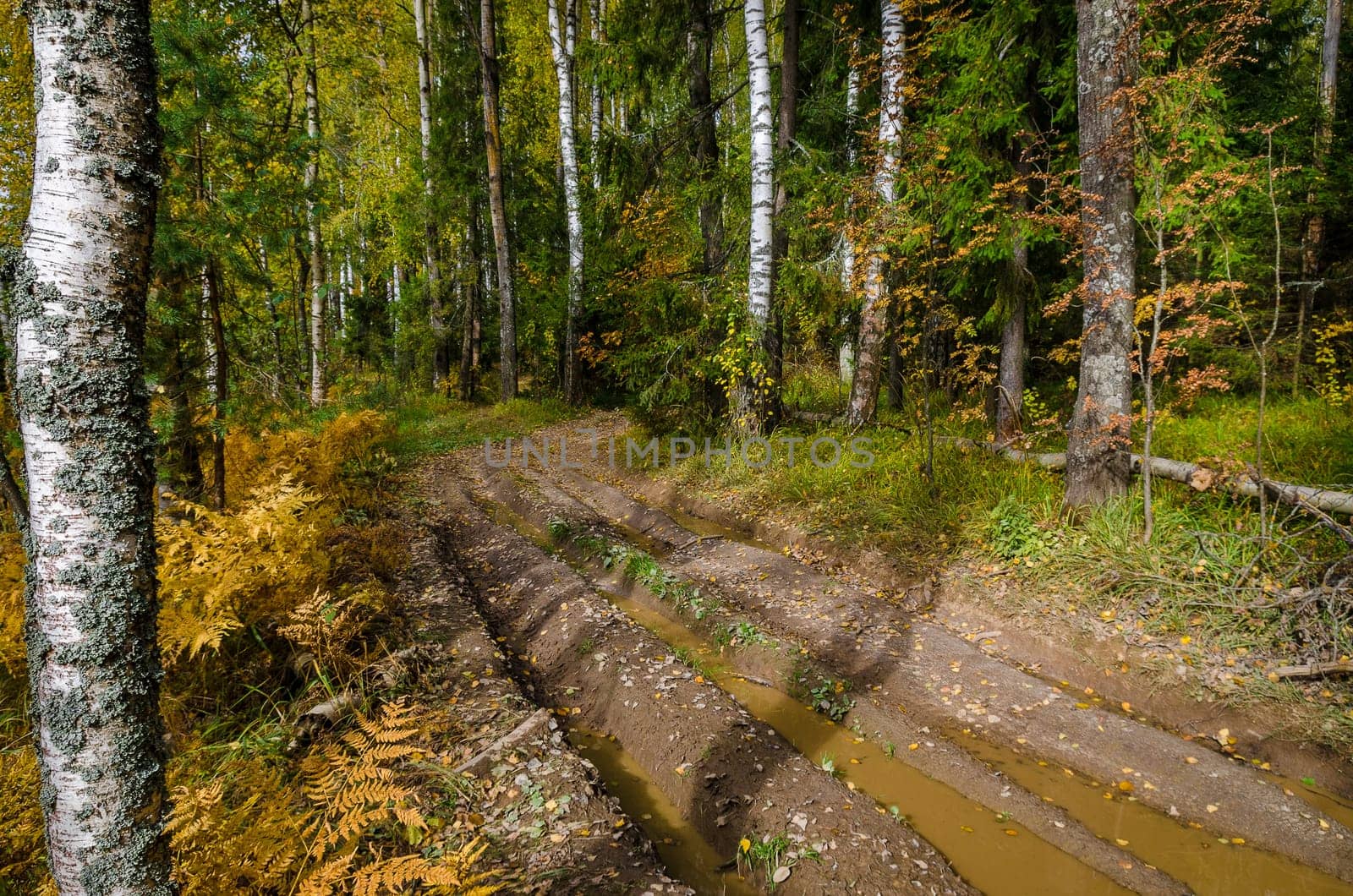 Deciduous in autumn season in the month of October