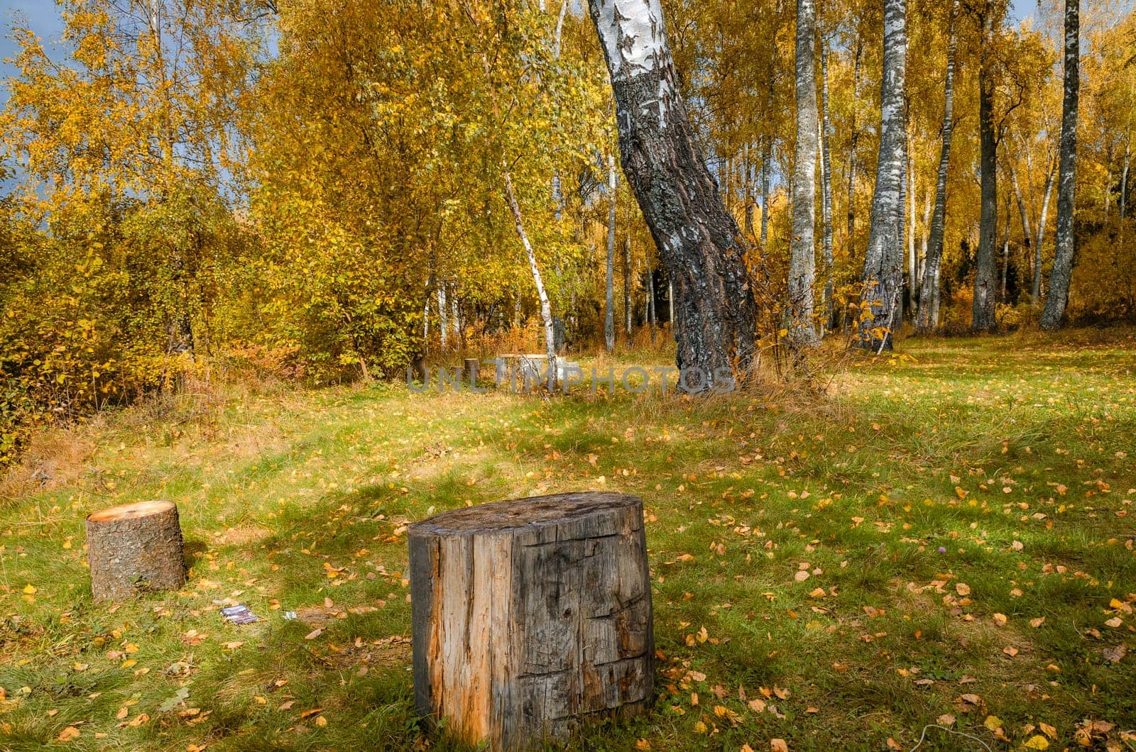 Deciduous in autumn season in the month of October