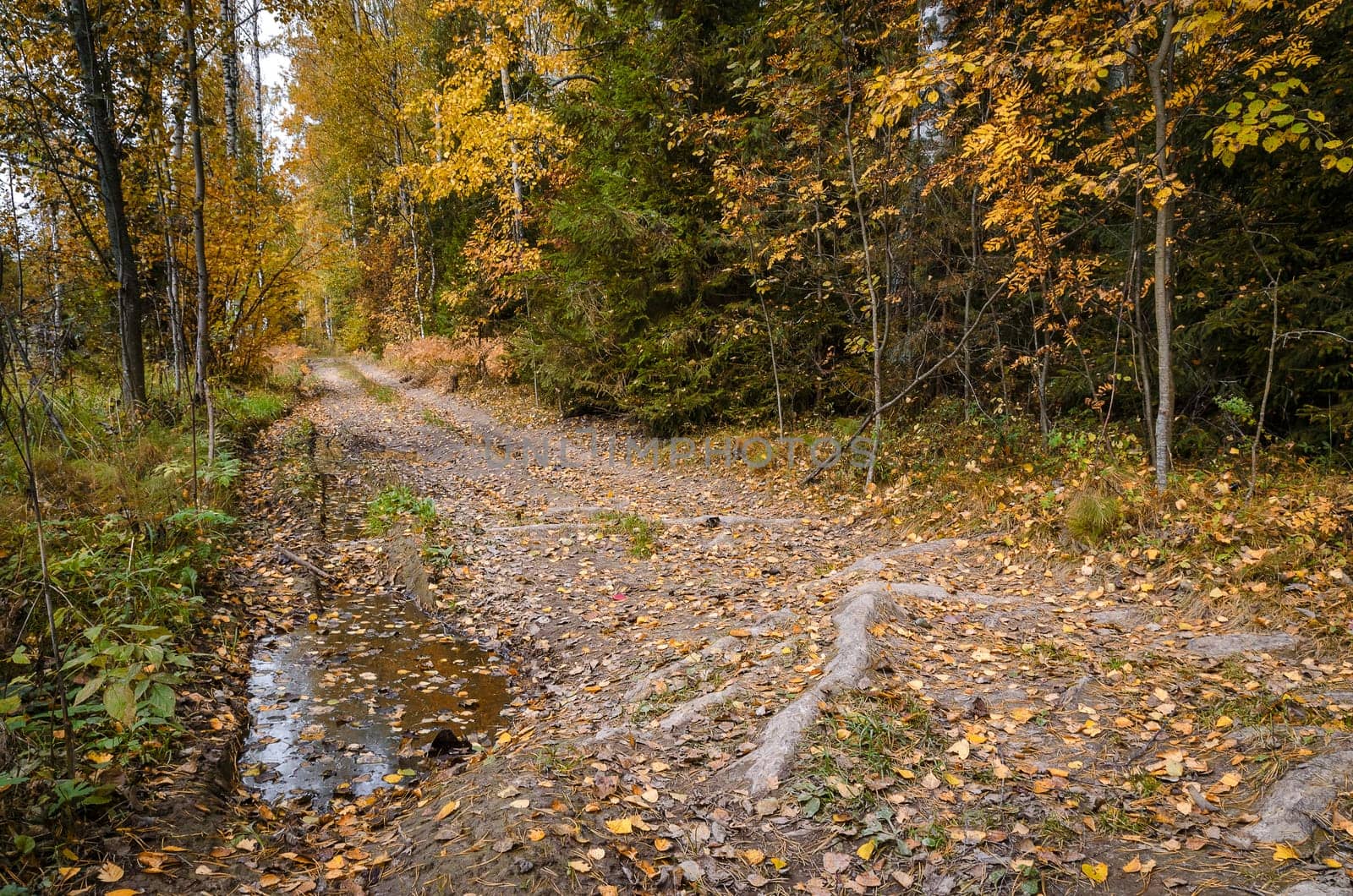 Deciduous in autumn season in the month of October