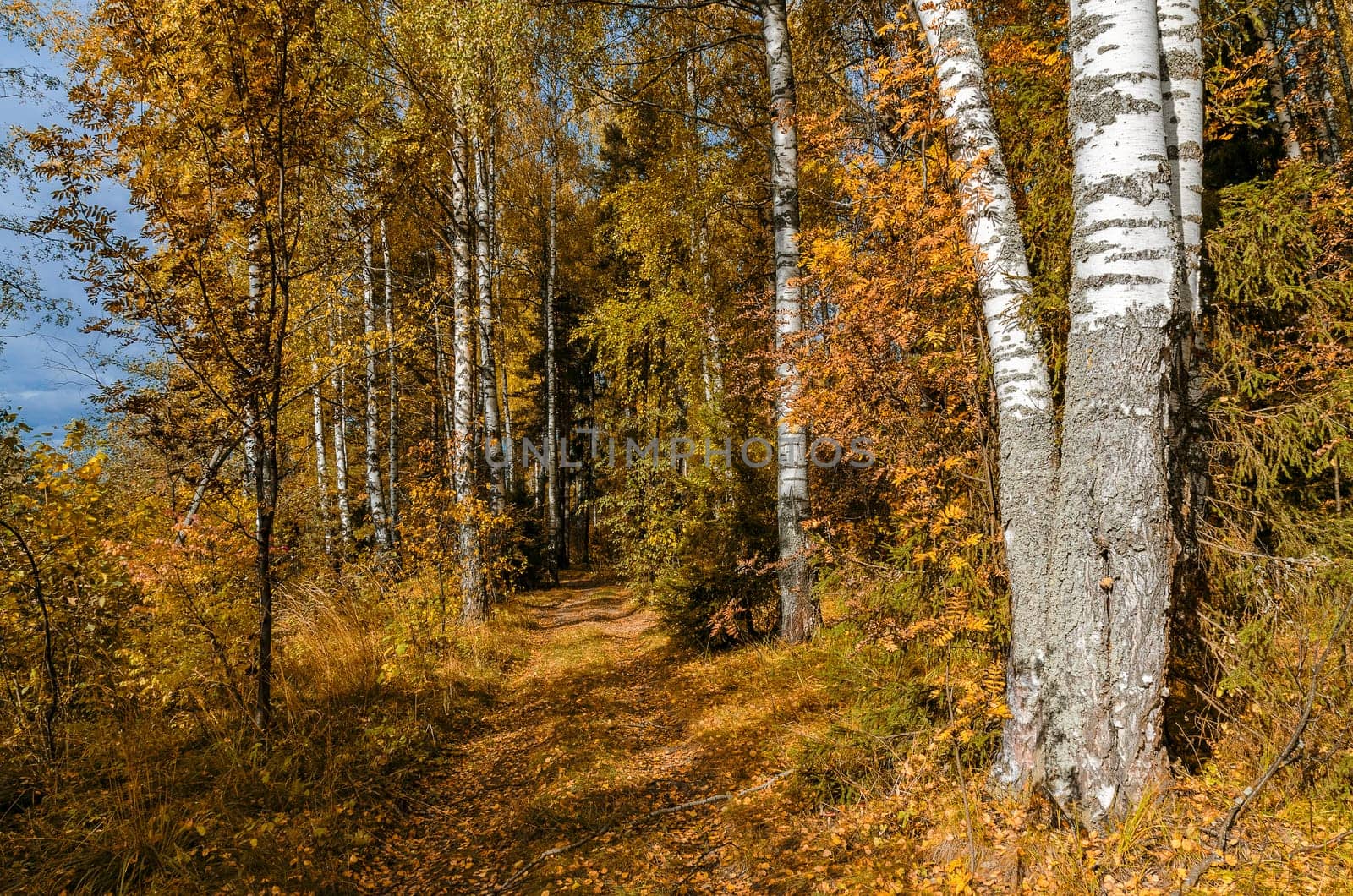 Deciduous in autumn season in the month of October