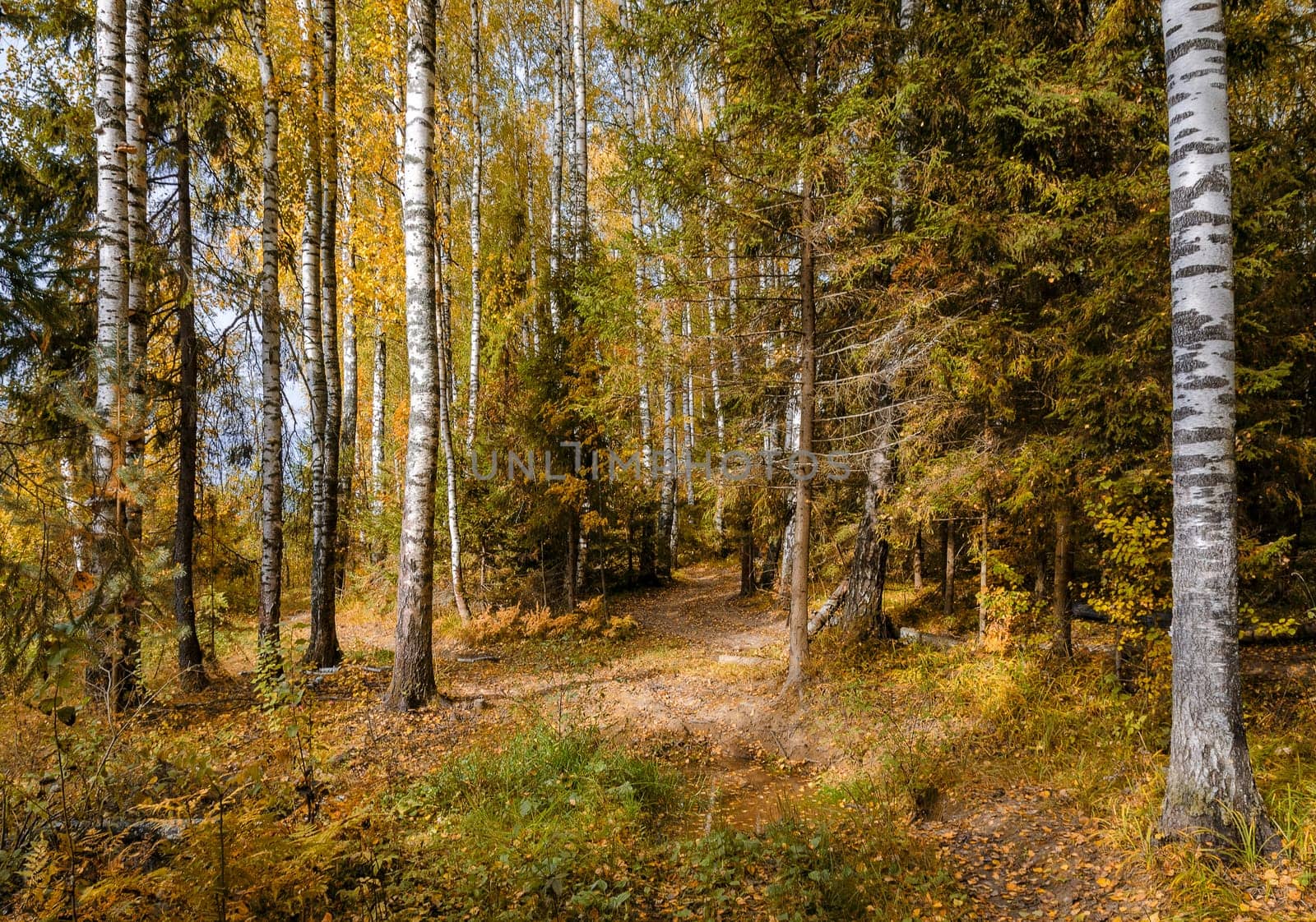 Deciduous in autumn season in the month of October