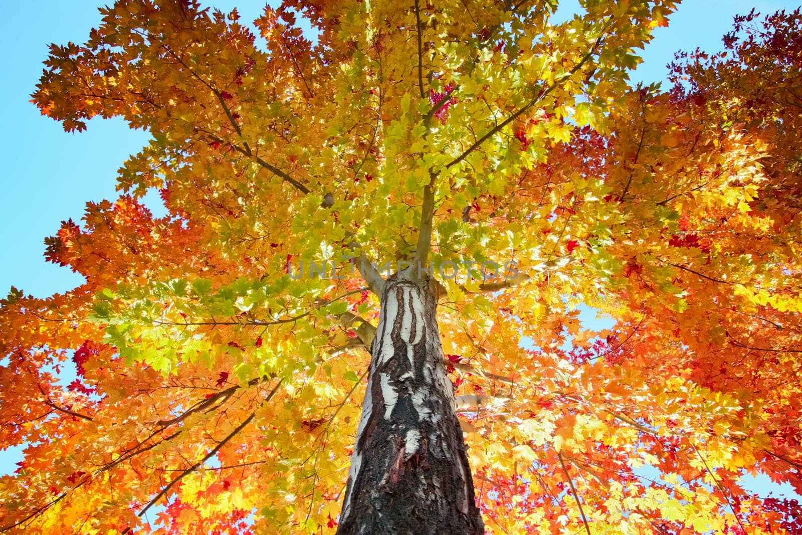Colorful autumn leaves