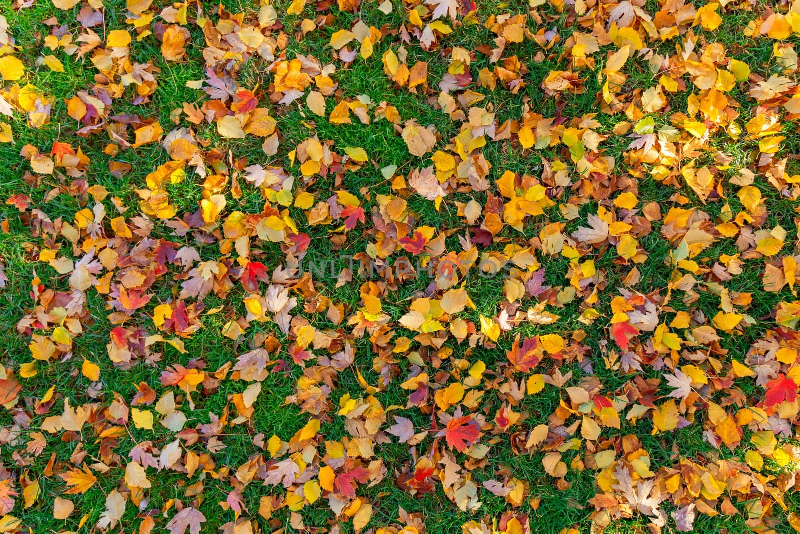Colorful autumn leaves on green grass background