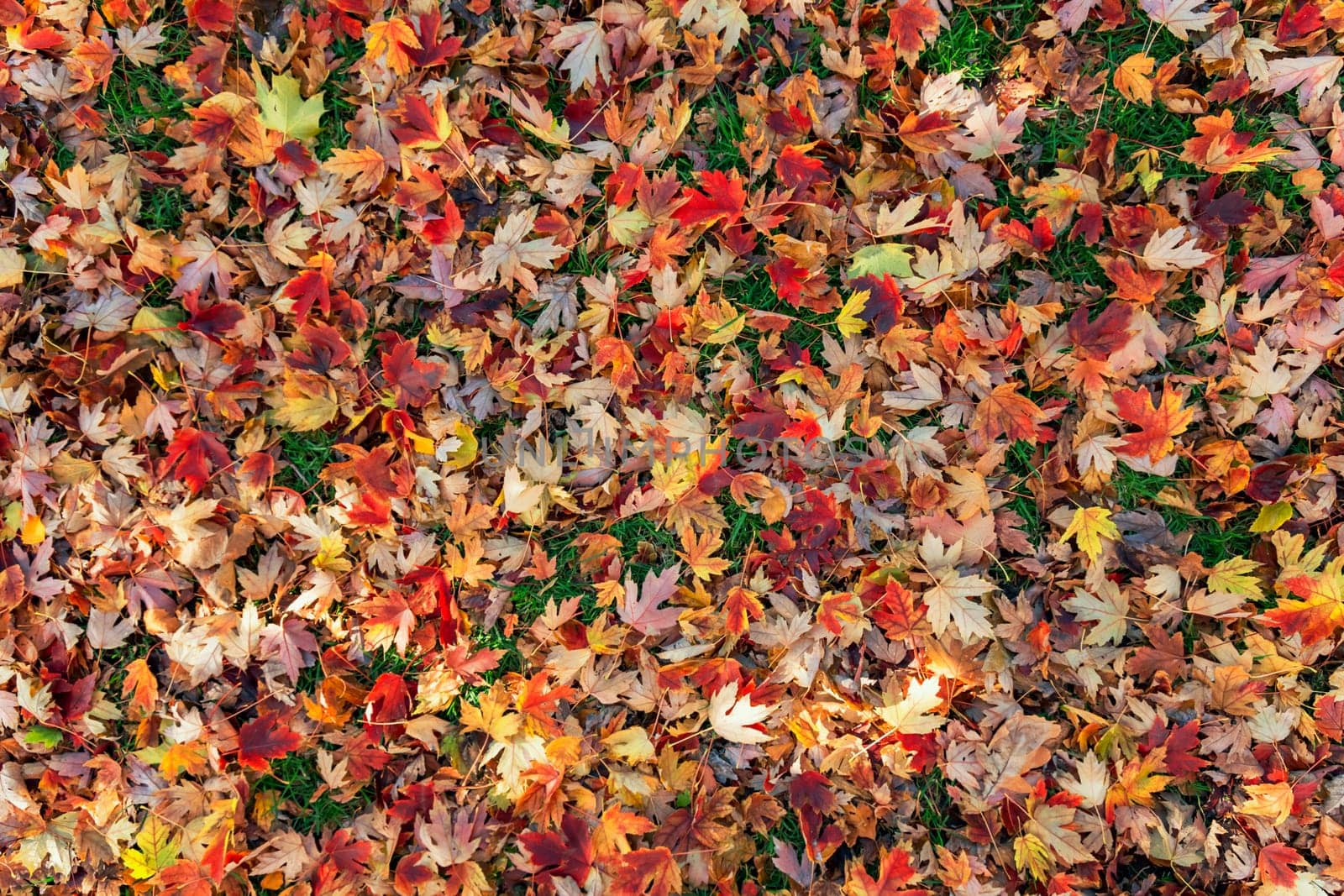 Colorful autumn leaves on green grass background