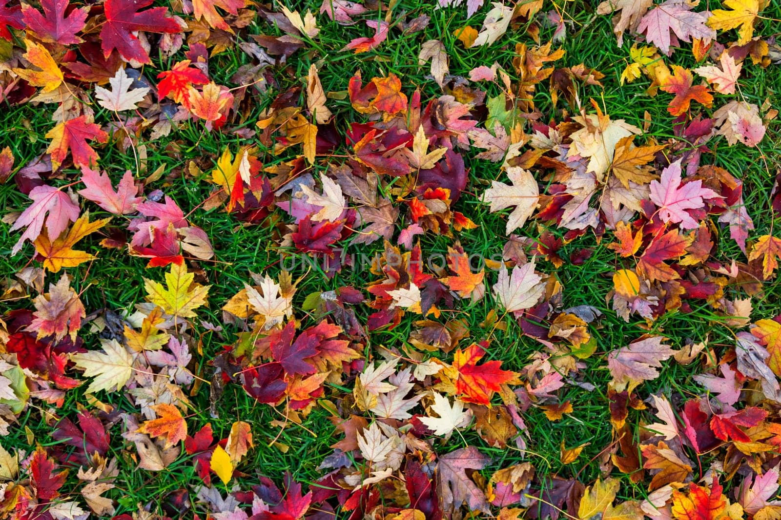 Colorful autumn leaves on green grass background