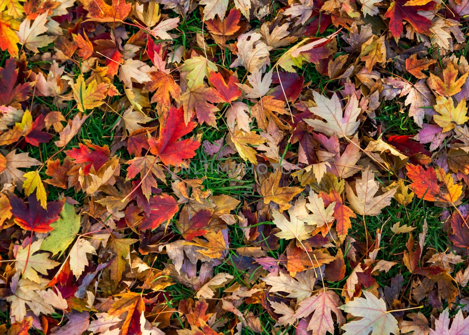 Colorful autumn leaves on green grass background