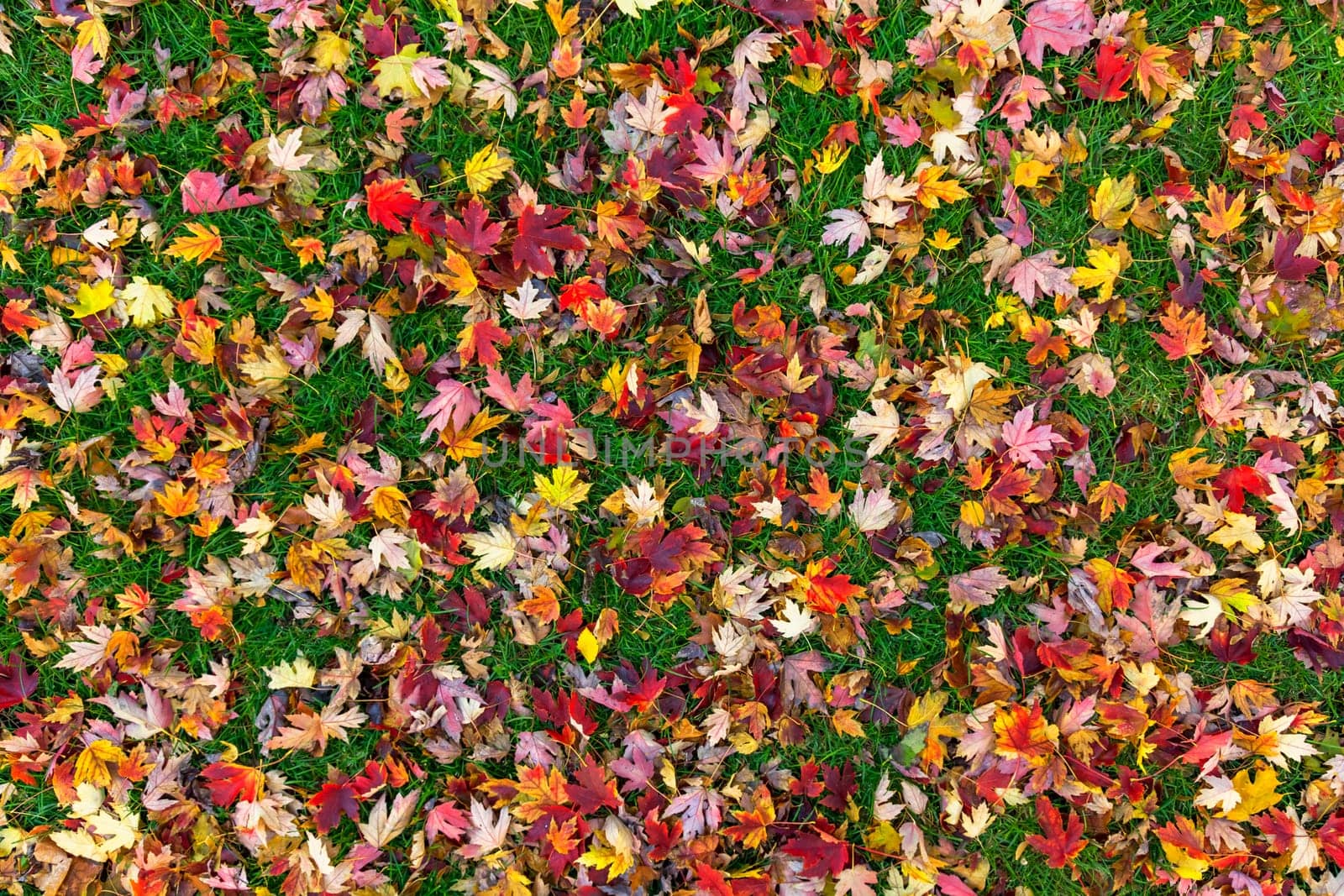 Colorful autumn leaves on green grass background