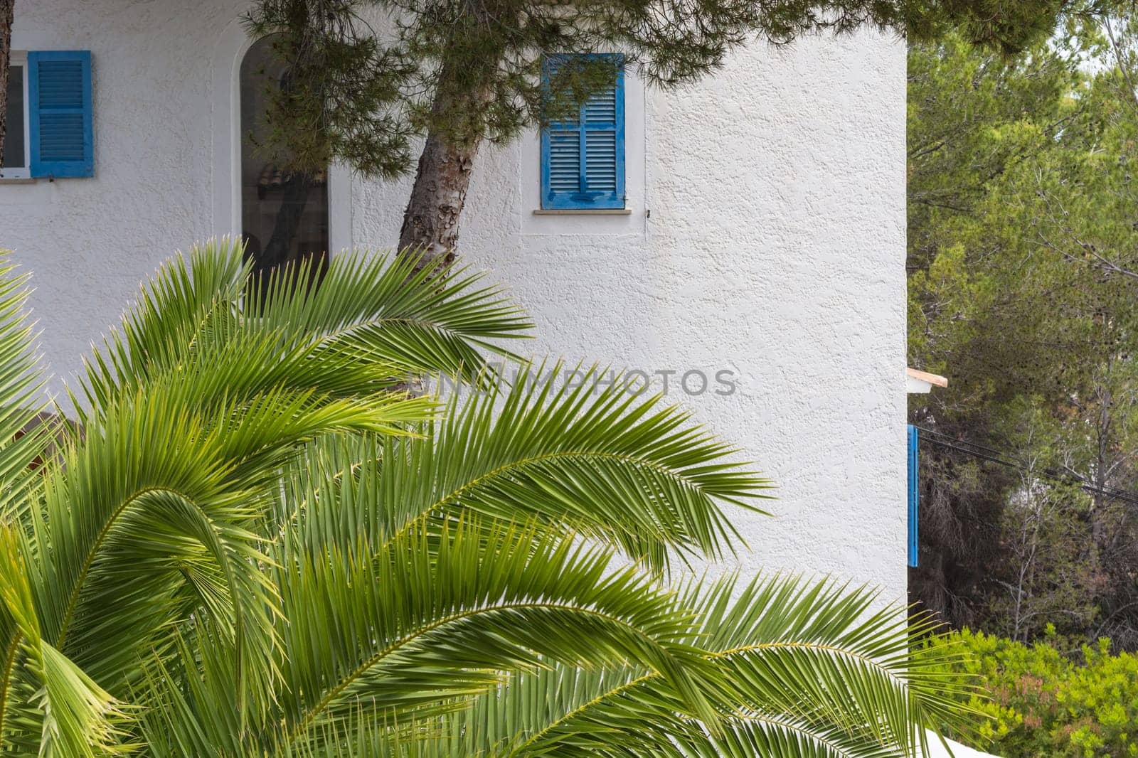 Green palm leaves in the background Pine trees and a white house wall.