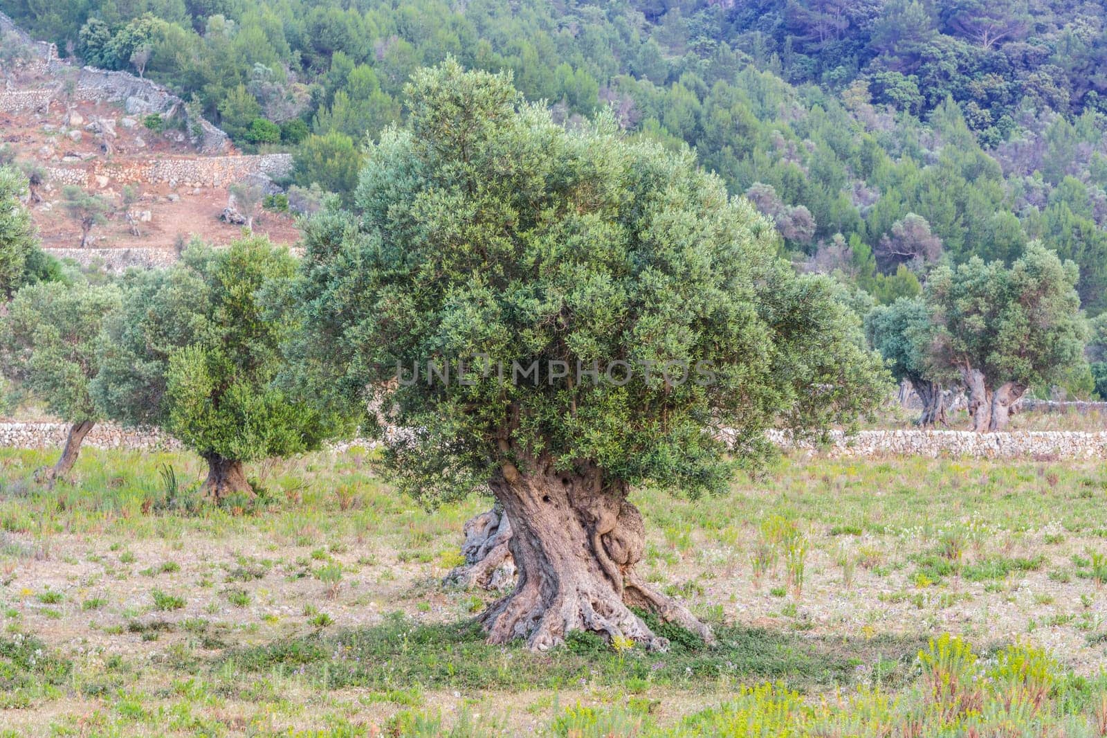 Olive trees in a row. Olive tree plantation in Mallorca in Spain.