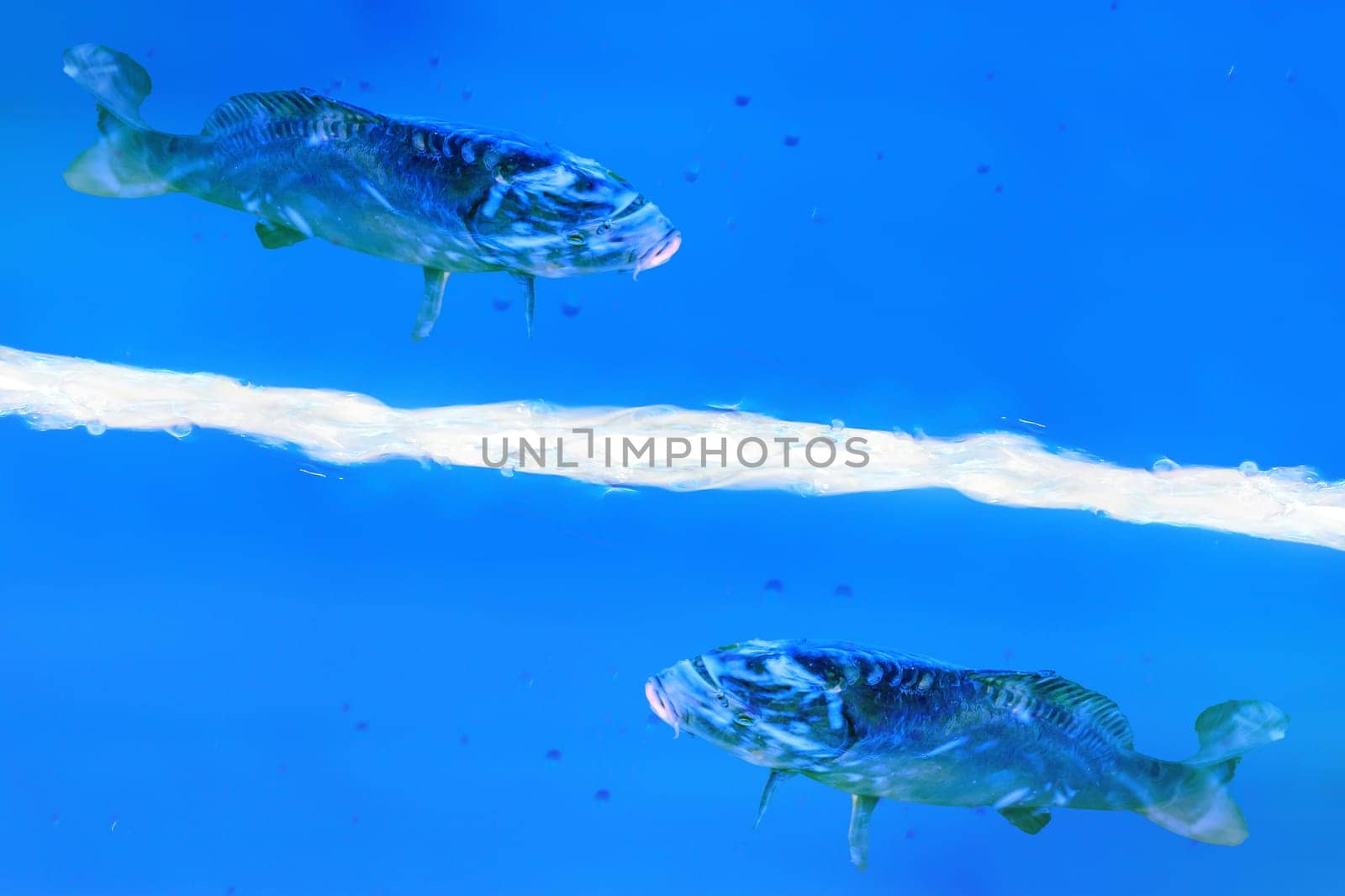 Abstract background. Two fish swim in a blue liquid.