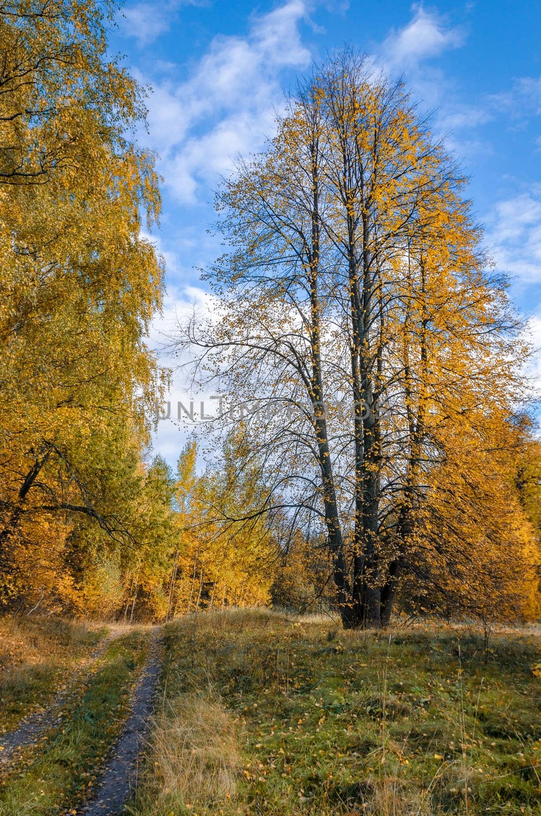 Deciduous in autumn season in the month of October