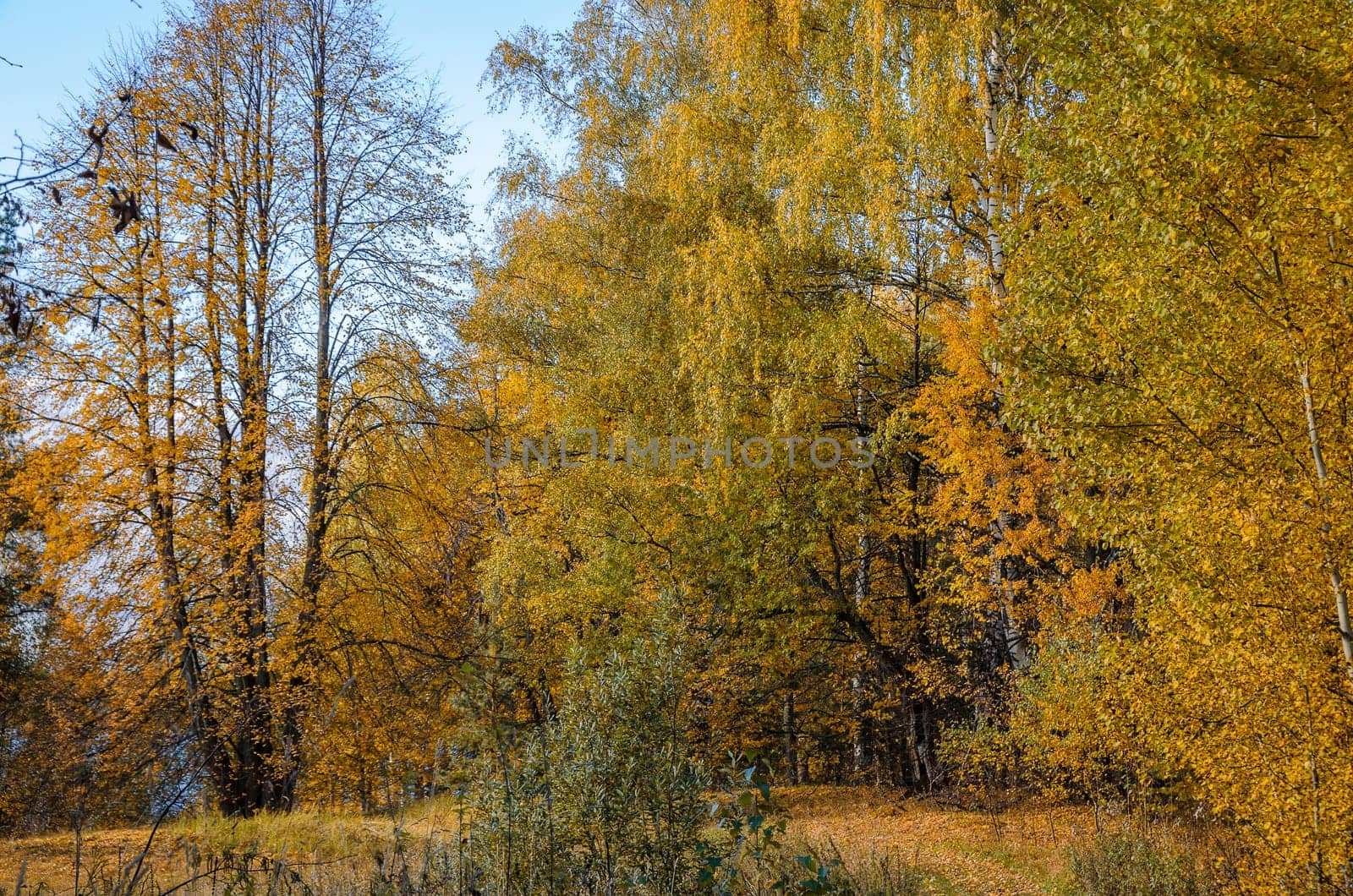 Deciduous in autumn season in the month of October