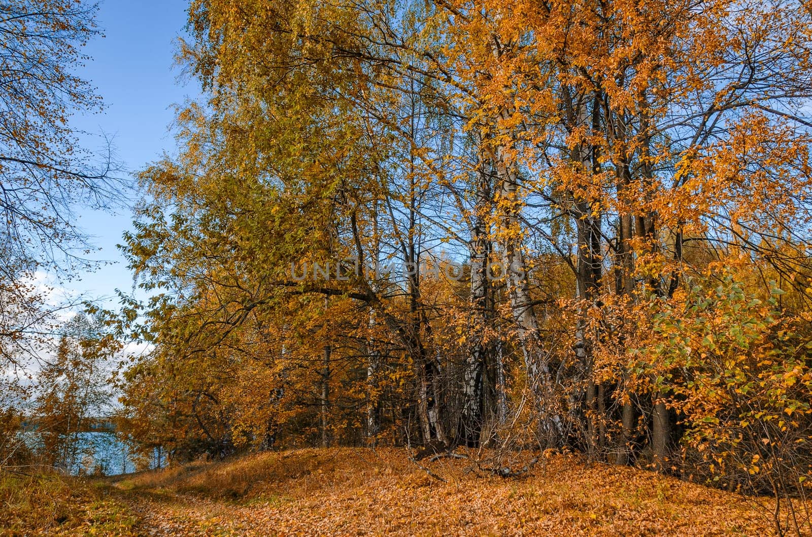 Deciduous in autumn season in the month of October