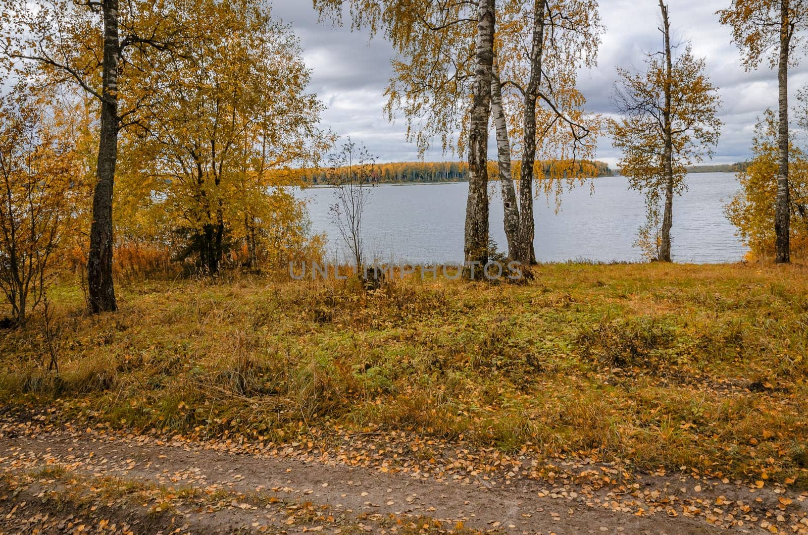 Deciduous in autumn season in the month of October