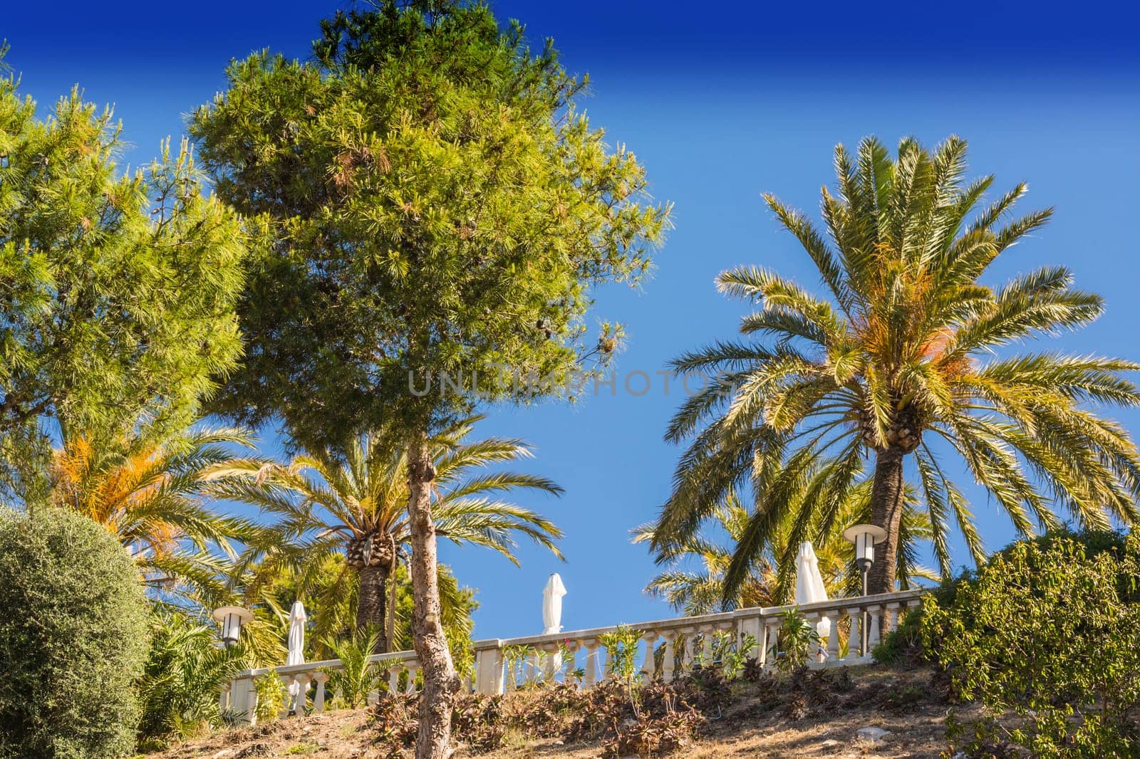 Palm and pine trees in front of a blue sky..