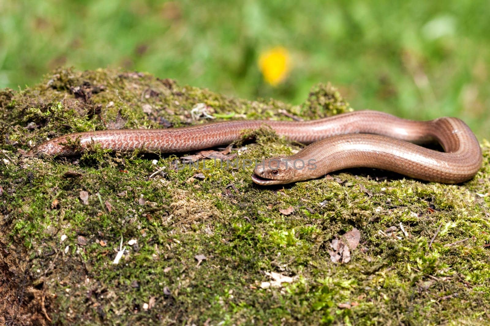 Slow worm (Anguis colchica) from Czech Republic.