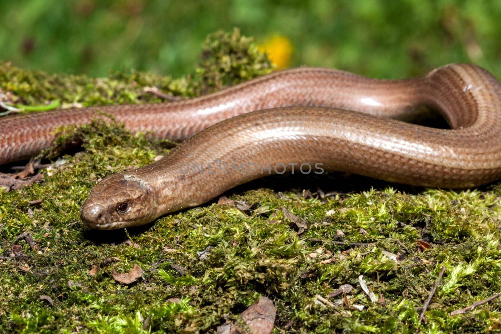 Slow worm (Anguis colchica) from Czech Republic.