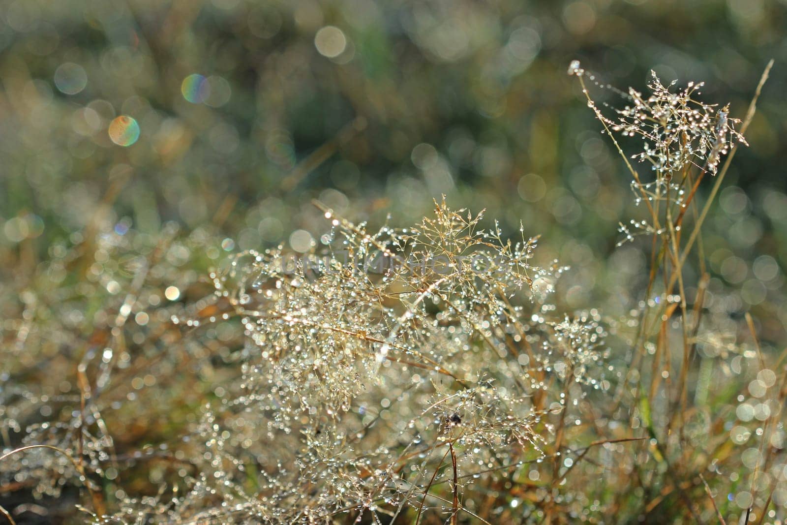 Grass with morning dew