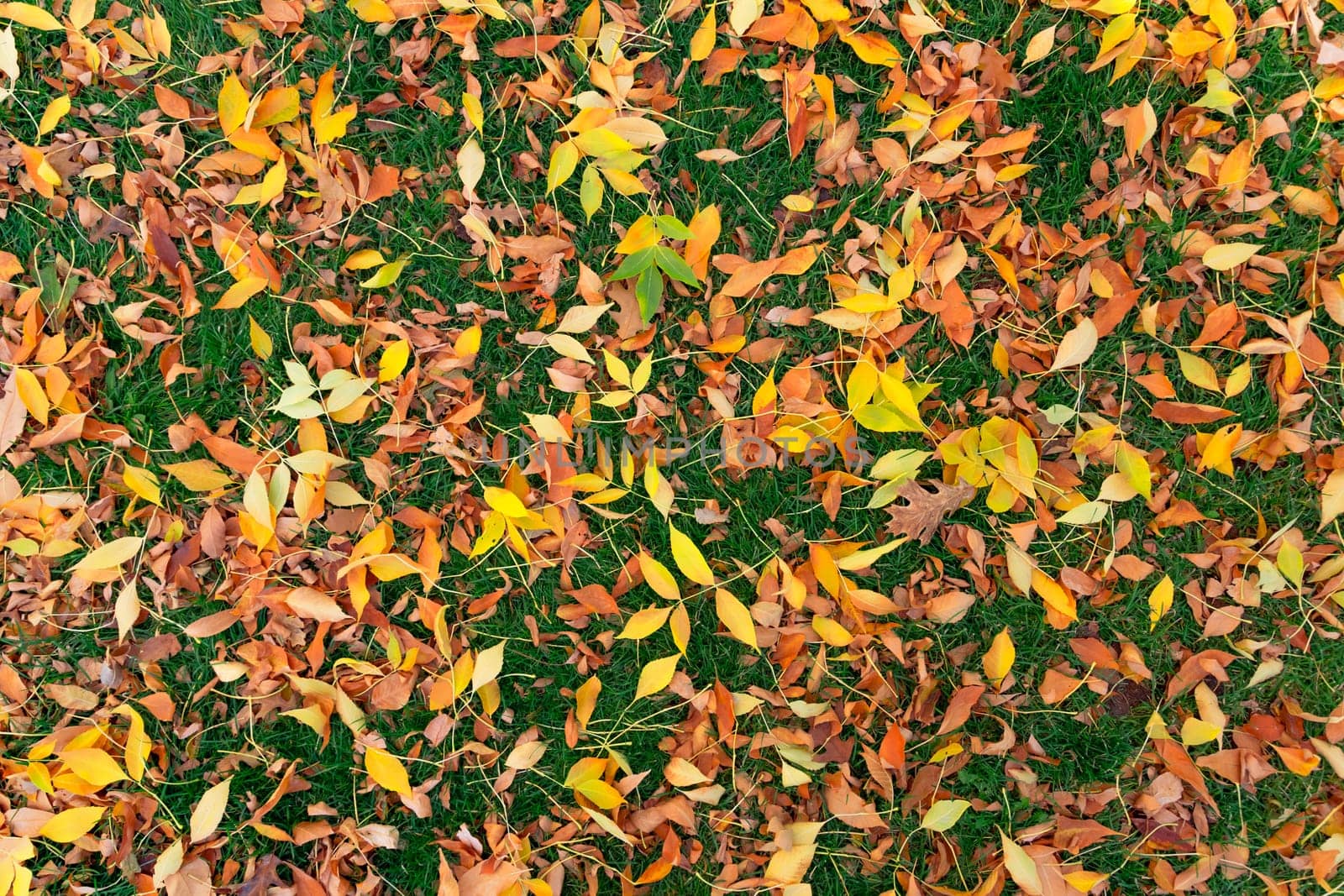 Colorful fall leafs on green grass background