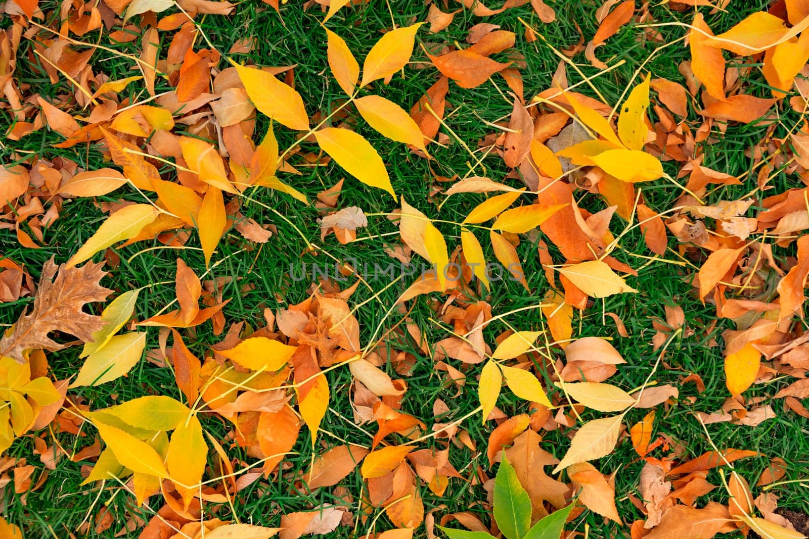 Colorful fall leafs on green grass background