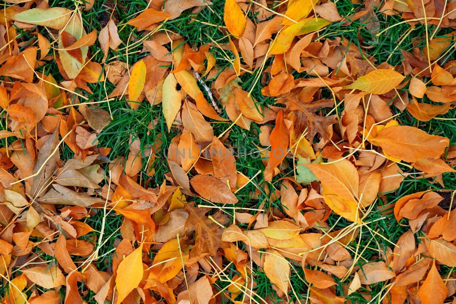 Colorful fall leafs on green grass background