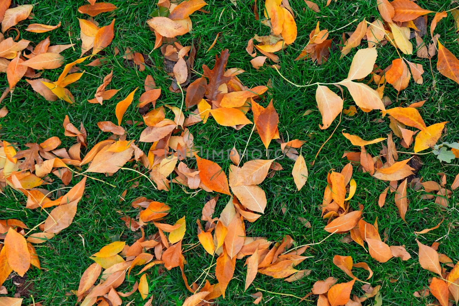 Colorful fall leafs on green grass background