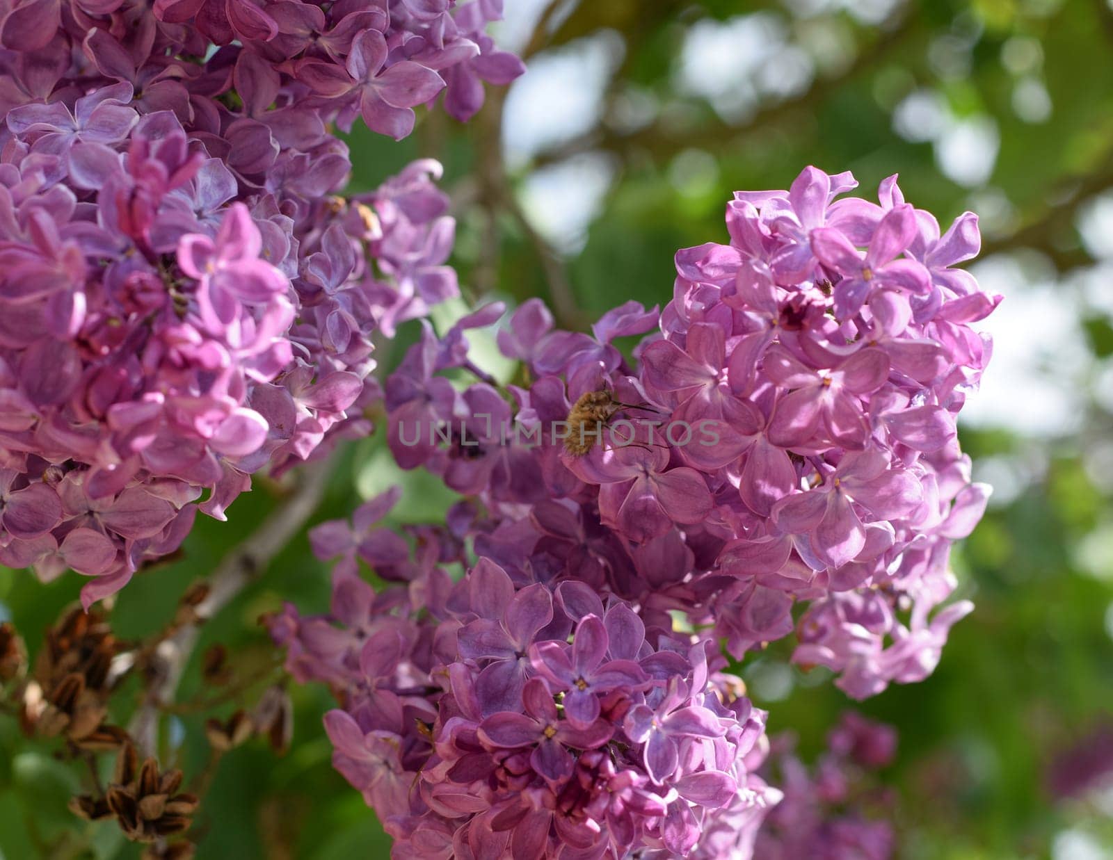 Bee and wasp on lilac. Shaggy fly on lilac colors. insect pollinator