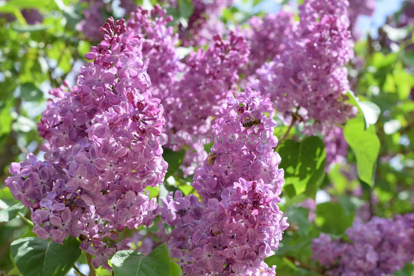 Bombyliidae and bee on lilac. Beautiful purple lilac flowers outdoors. Lilac flowers on the branches