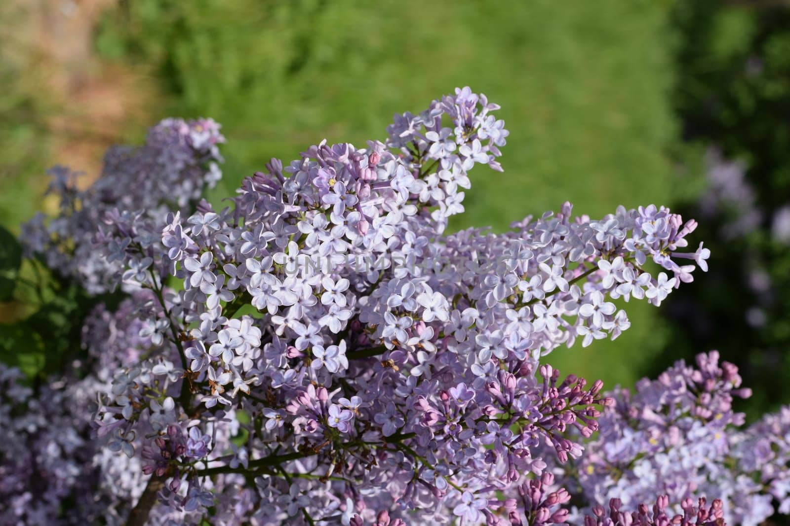 Beautiful purple lilac flowers outdoors. Lilac flowers on the branches